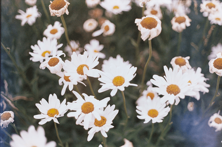 White flowers