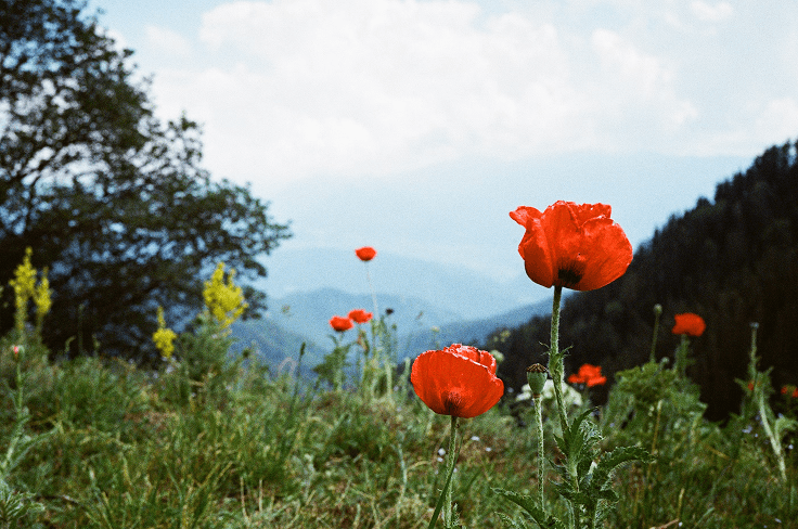 Red flowers in a field